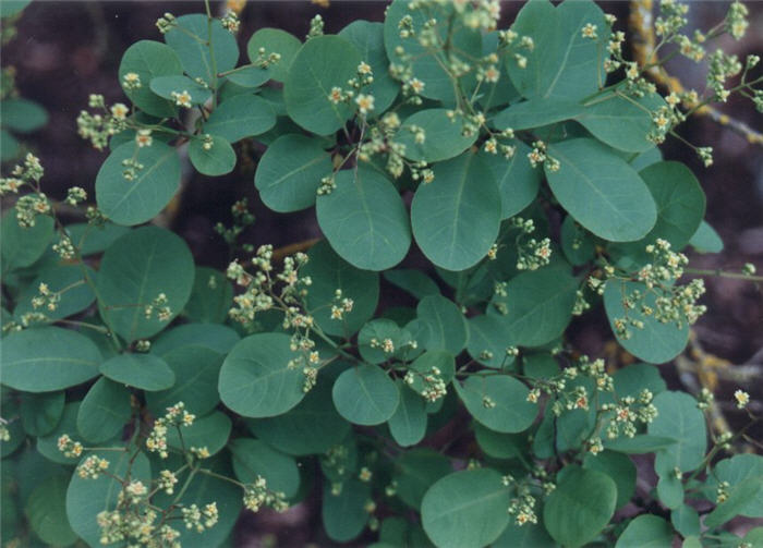 Cotinus coggygria