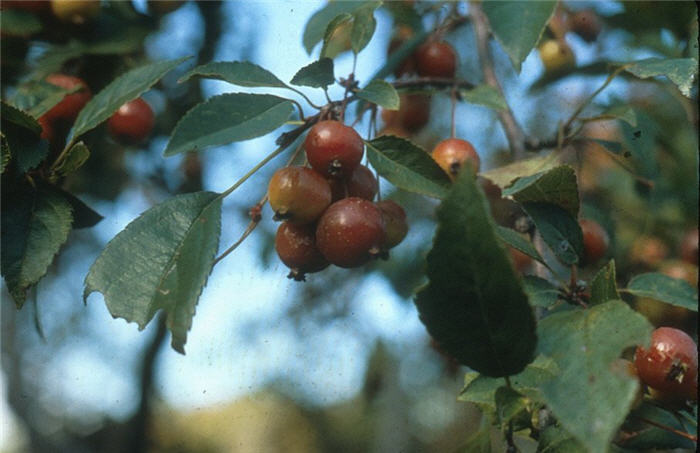 Plant photo of: Malus 'Hillieri'