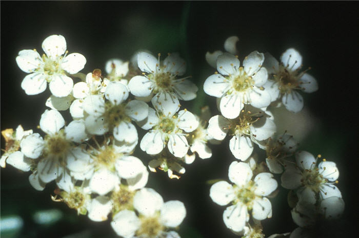 Plant photo of: Pyracantha coccinea