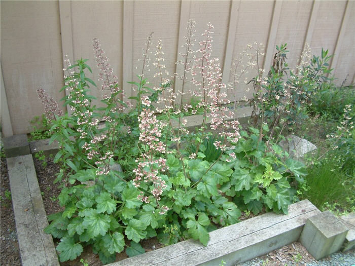 Heuchera sanguinea 'White Cloud'