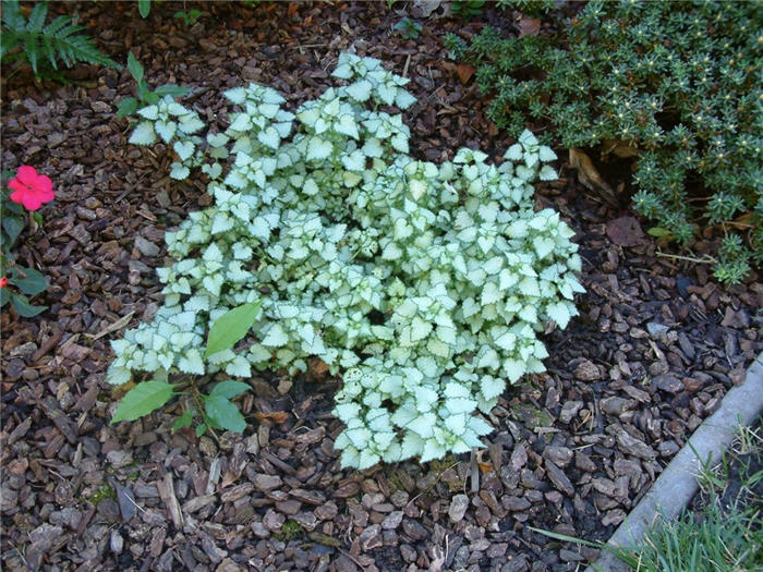 Beacon Silver Spotted Nettle
