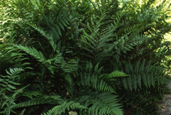 Dryopteris ludovisciana