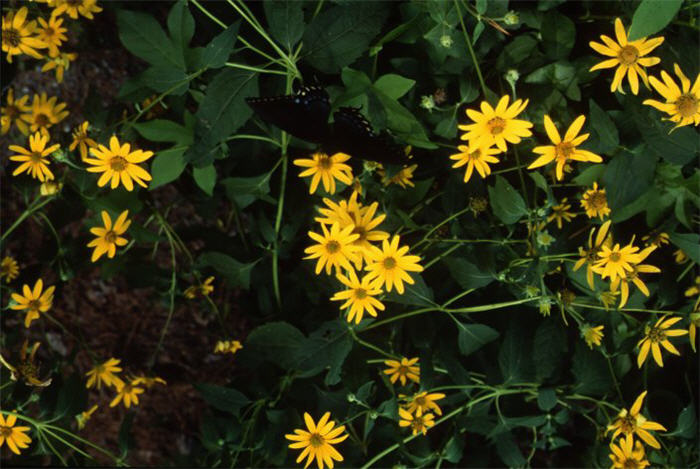 Heliopsis helianthoides