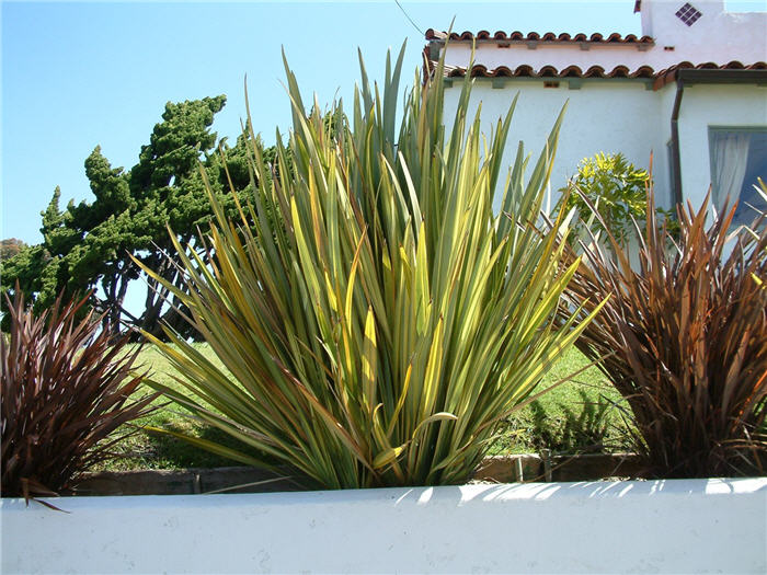 Phormium tenax 'Variegatum'