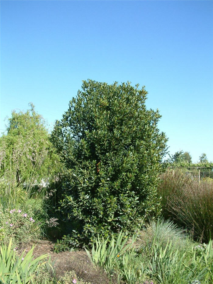 Laurus nobilis