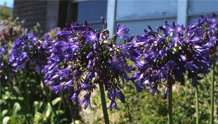 Agapanthus 'Storm Cloud'