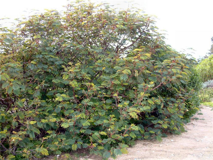 Albizia distachya