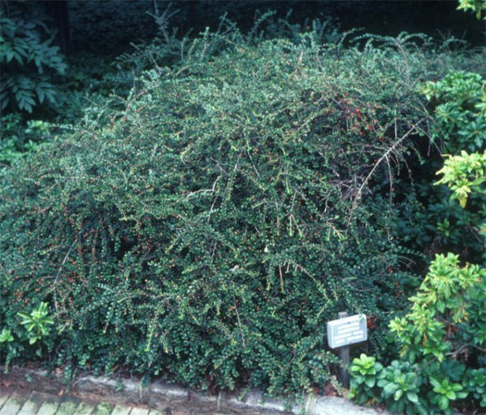 Cotoneaster horizontalis
