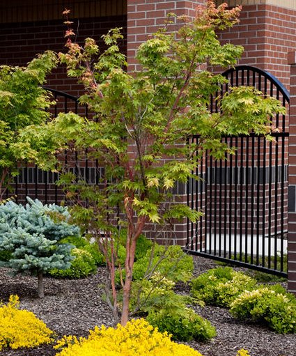 Acer palmatum 'Sango Kaku'