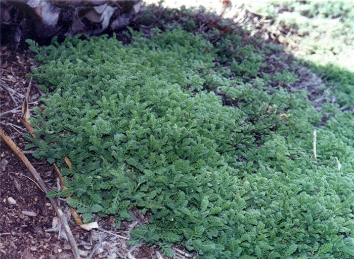 Cryptomeria japonica 'Sekkans Sugi'