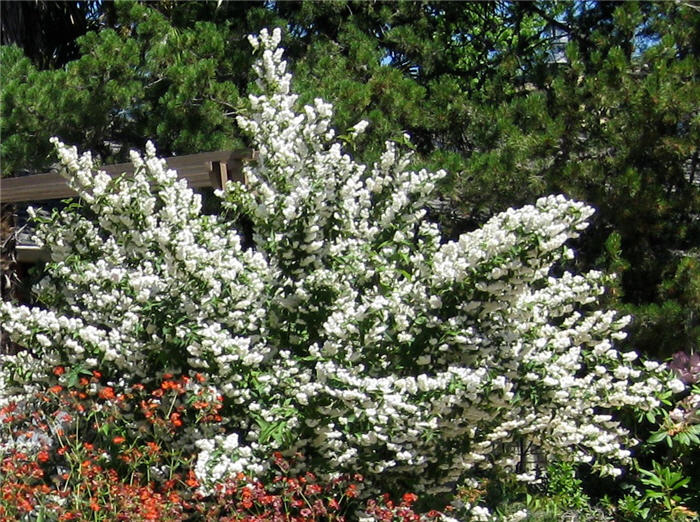 Deutzia crenata
