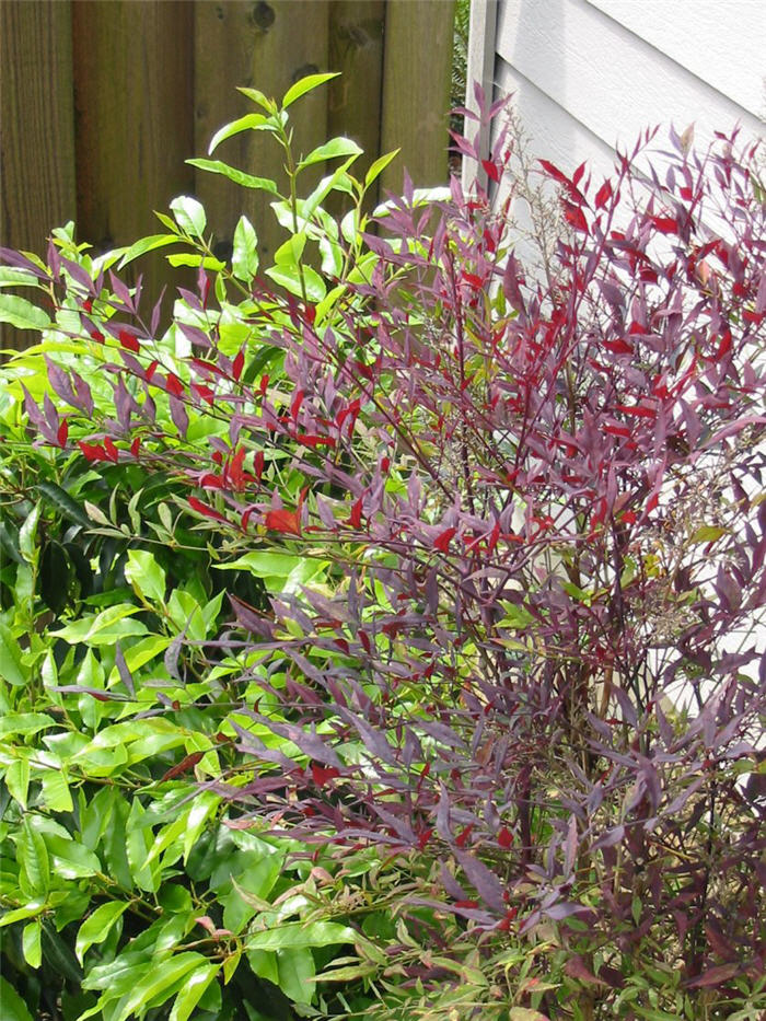 Plum Passion Winter Nandina