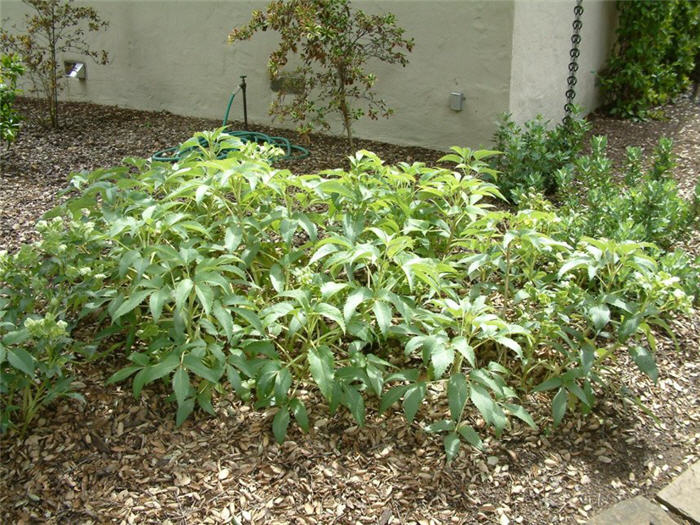 Helleborus argutifolius