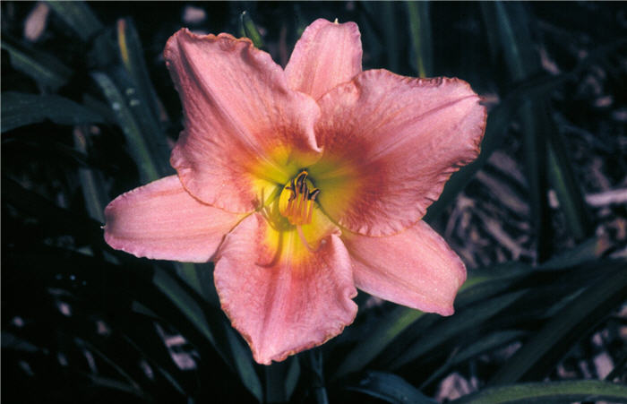 Hemerocallis 'Judith'