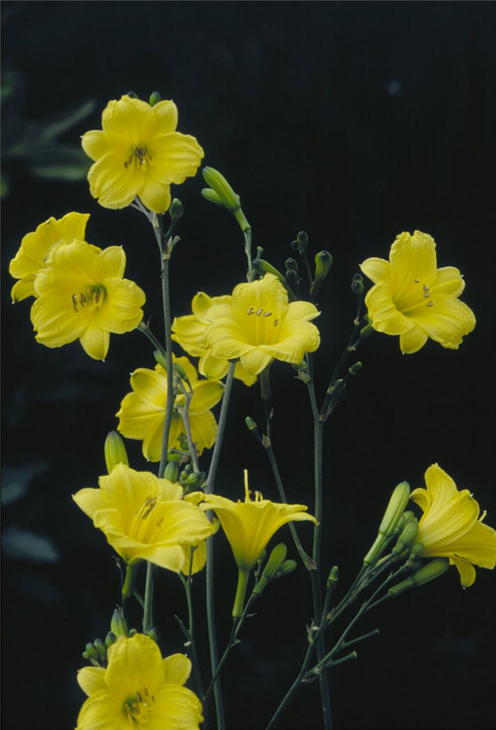 Hemerocallis 'Bitsy'