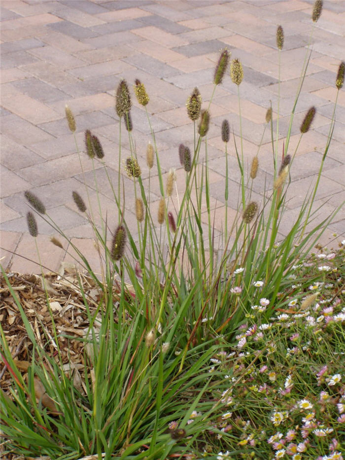Pennisetum messiacum