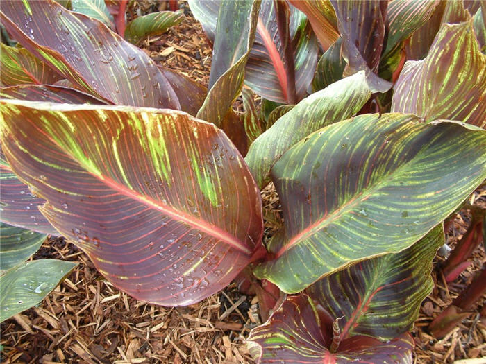 Canna 'Tropicanna'
