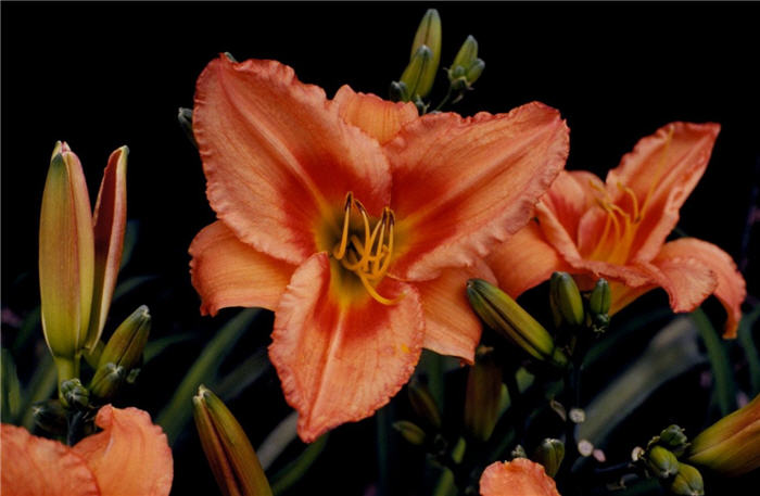 Hemerocallis 'Lee Bea Orange Crush'