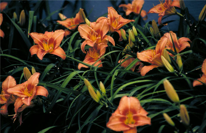 Plant photo of: Hemerocallis 'Lee Bea Orange Crush'