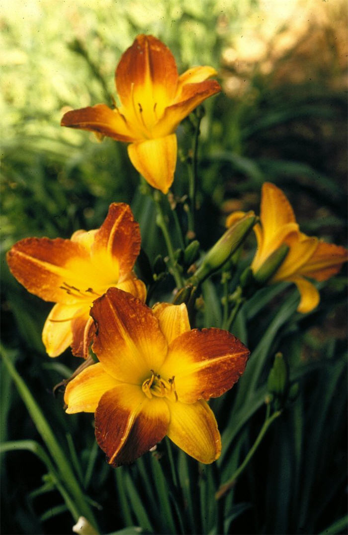 Hemerocallis 'Sue Booth'