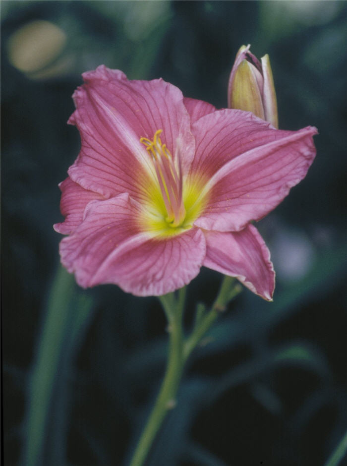Hemerocallis 'Rose Cherub'
