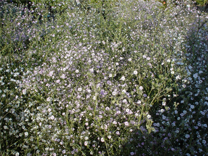 Gypsophila paniculata