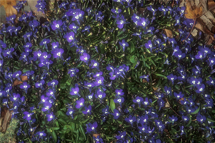 Lobelia erinus