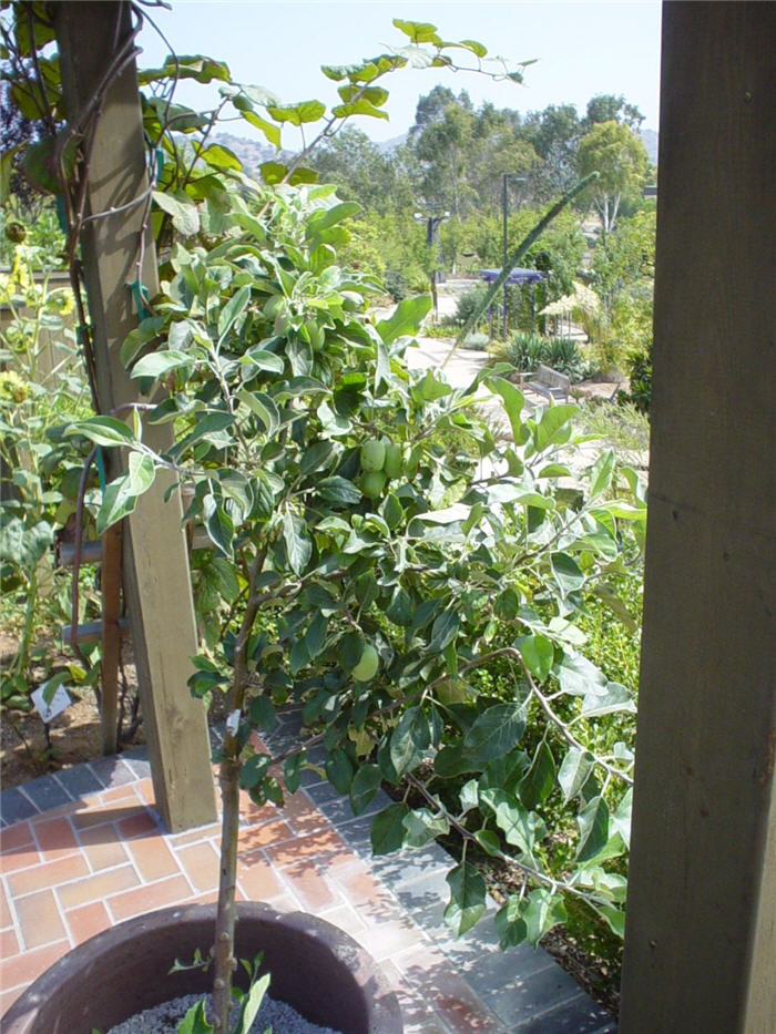 Malus pumila 'Dorsett Golden'