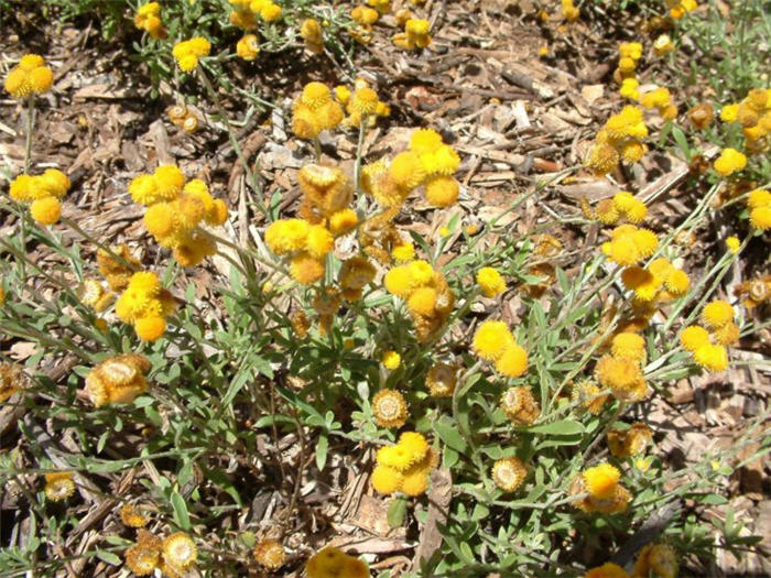 Helichrysum 'Baby Gold'
