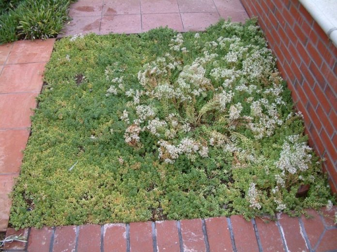 Sedum album