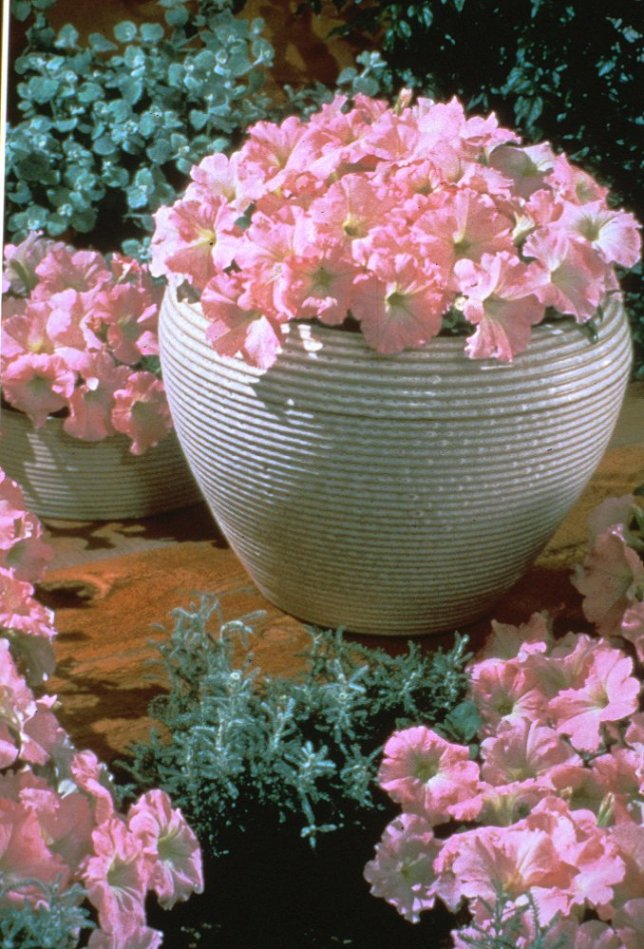 Petunia X hybrida 'Chiffon Morning'