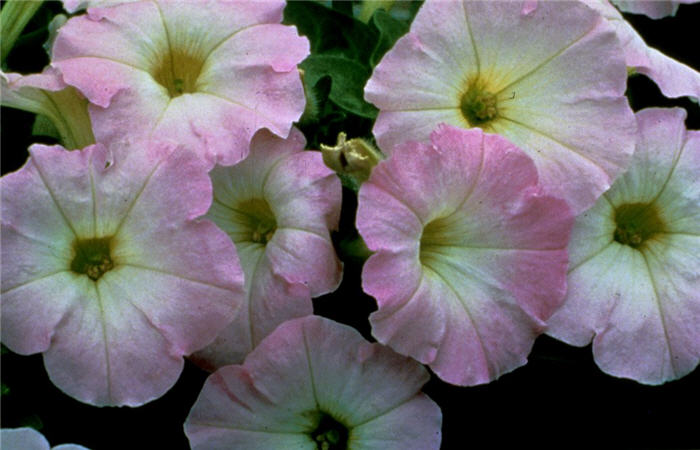 Petunia X hybrida 'Fantasy Pink Morning'