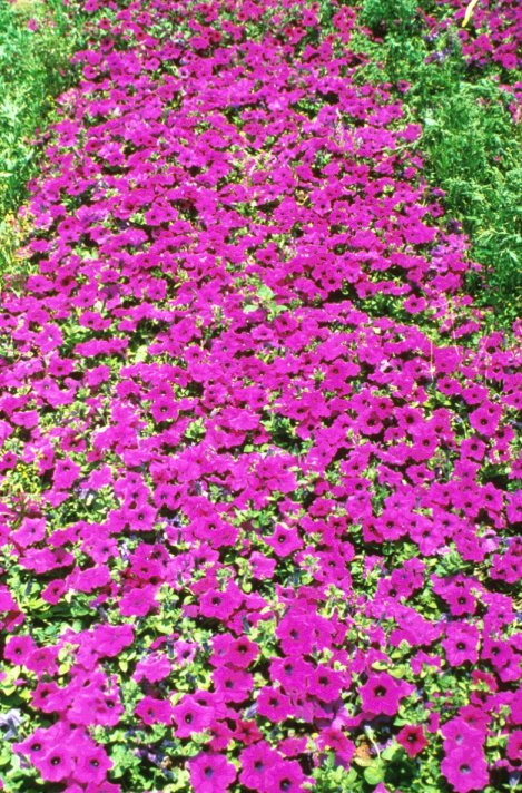 Petunia X hybrida 'Purple Wave'