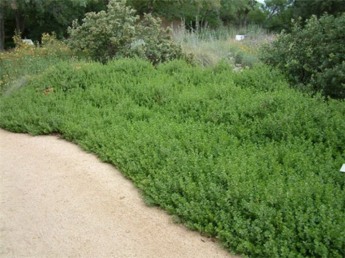 Cushion Coyote Brush