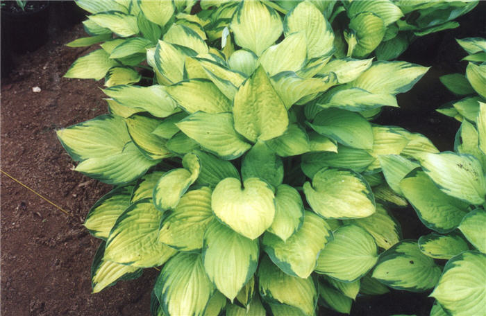 Hosta 'Gold Standard'