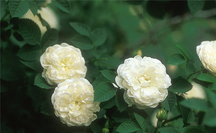 Rosa 'Summer Snow'