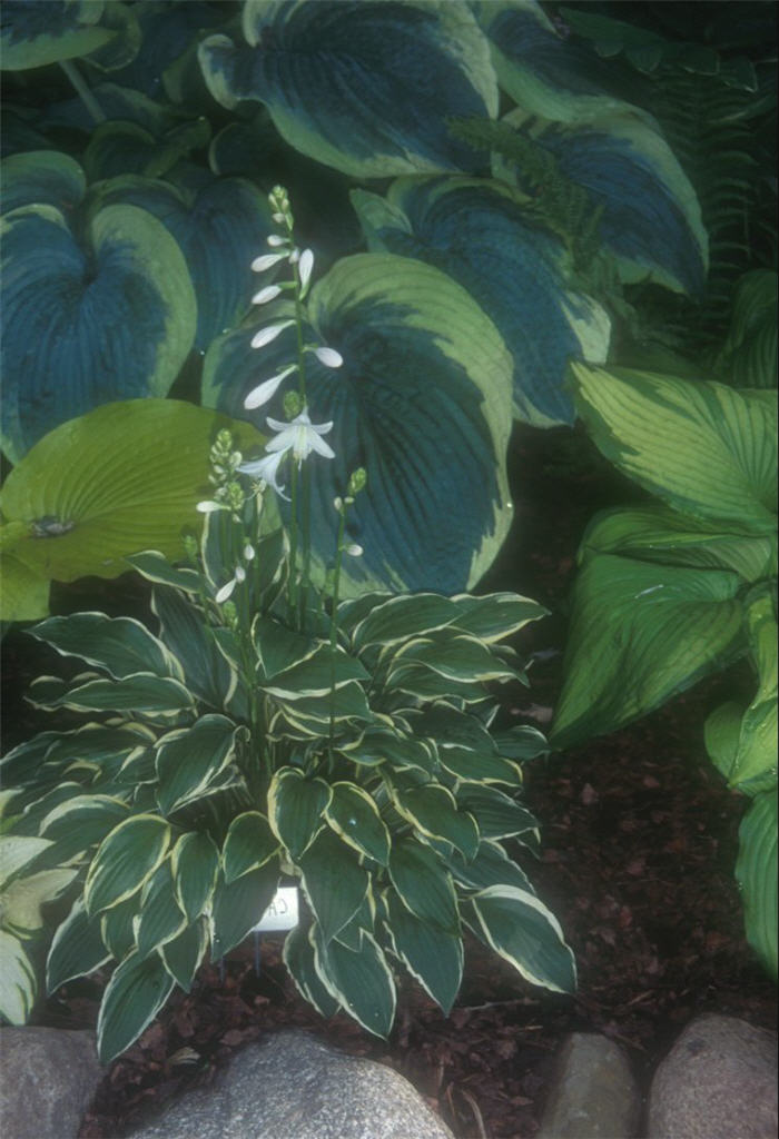 Hosta 'Carrie Ann'