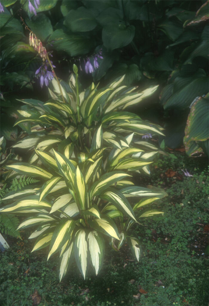 Hosta 'Celebration'