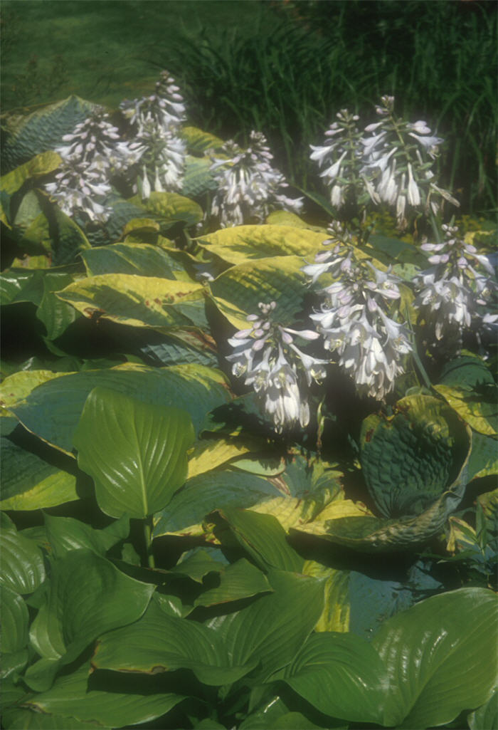 Hosta 'Francis Williams'