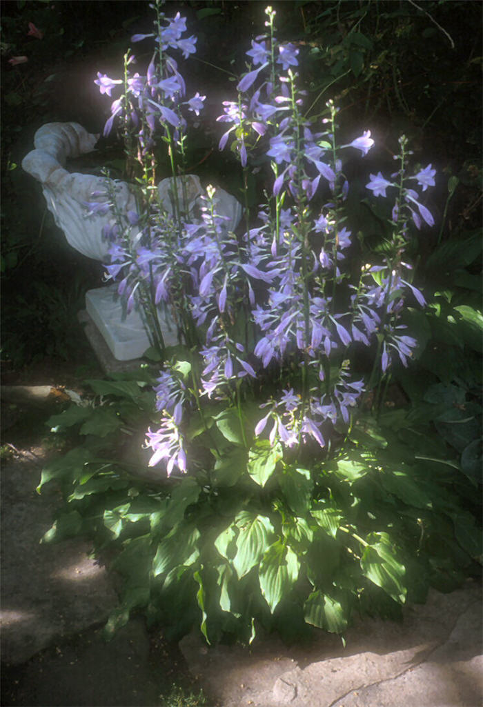Hosta 'Glockenspiel'