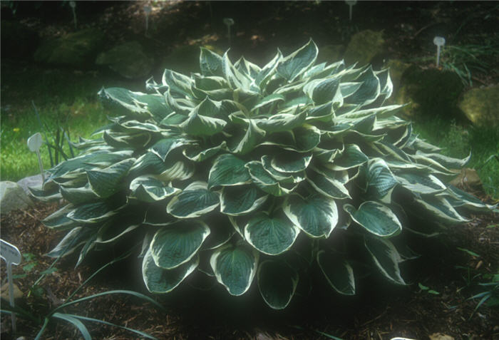 Hosta assorted varieties