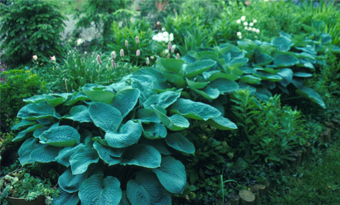 Plant photo of: Hosta assorted varieties