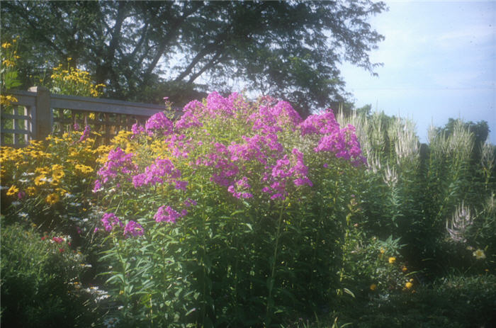 Phlox paniculata 'Shortwood'
