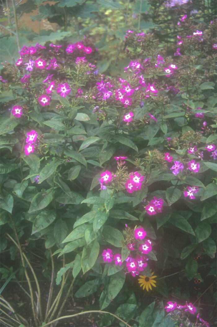 Phlox paniculata 'Kessel-Ring'