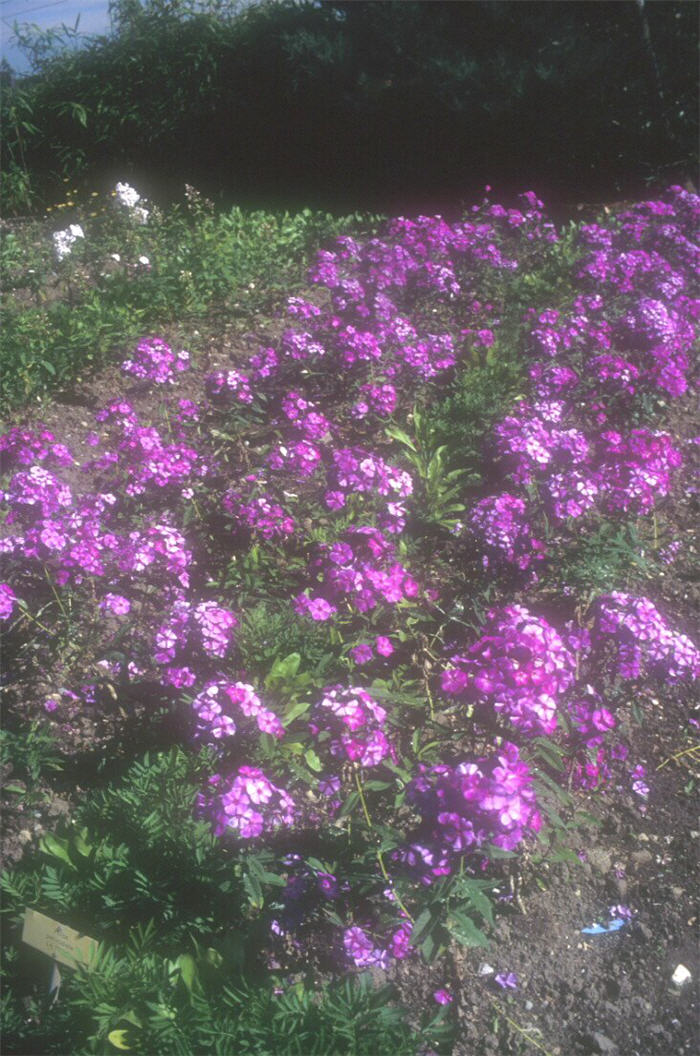 Phlox paniculata 'Le Mahdi'