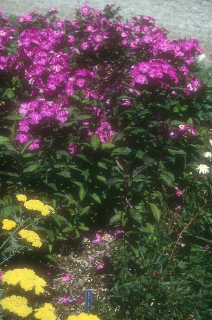 Phlox paniculata 'The King'