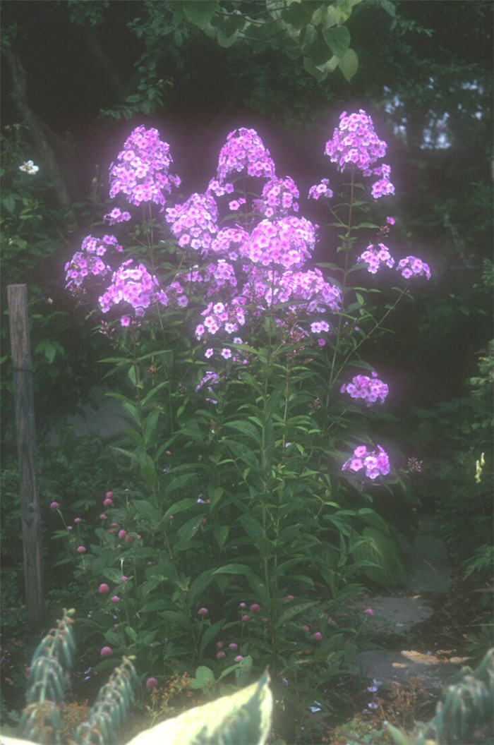 Phlox paniculata 'Speed Limit'