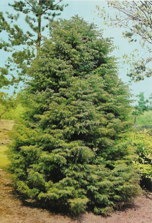 Cryptomeria japonica 'Elegans'
