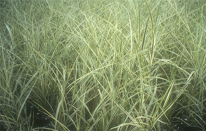 Miscanthus sinensis 'Dilberteil'