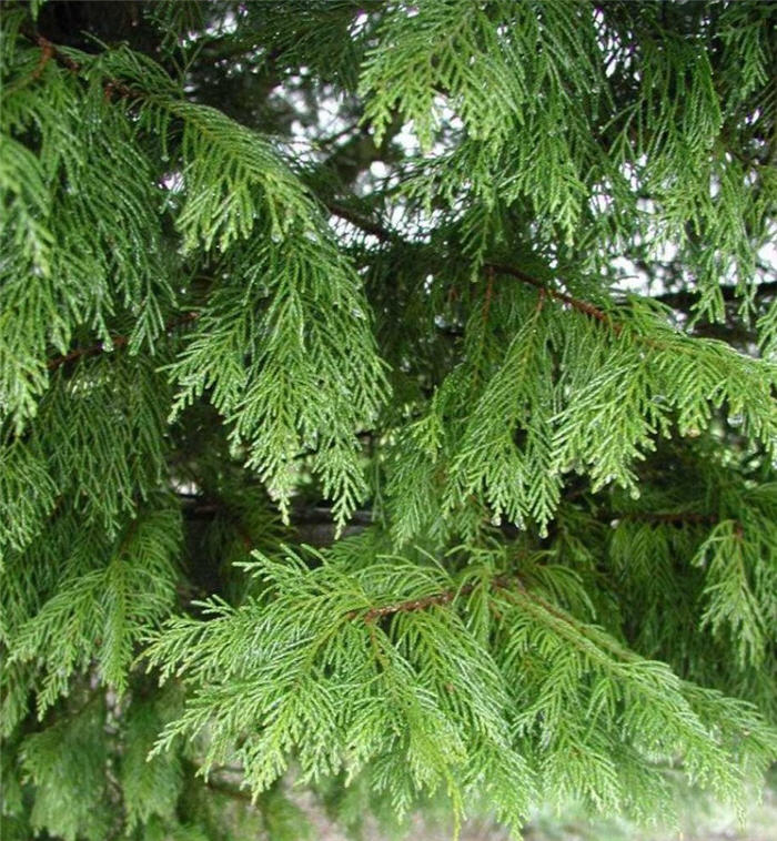 Plant photo of: Cupressocyparis leylandii